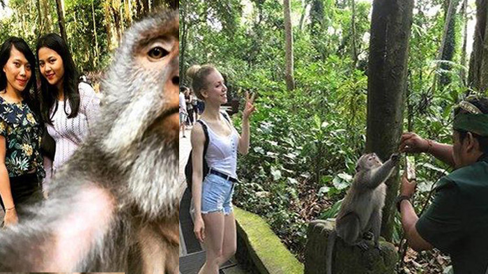 Unik, Cara Pawang yang Bikin Kera Bisa Selfie dengan Wisatawan