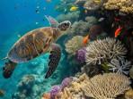 100-Kosakata-Bahasa-Inggris-Tentang-Marine-Life-and-Sea-Animals.jpg