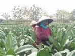 4150-Buruh-Tembakau-di-Klaten-Terima-Bantuan-Langsung-Tunai-DBHCHT-Senilai-Rp-5-Miliar.jpg