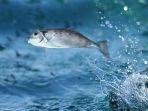 6-Arti-Mimpi-Ikan-Loncat-Keluar-dari-Air-Menurut-Primbon-Hadapi-Babak-Baru-hingga-Tantangan.jpg