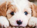Anak-anjing-lucu.jpg