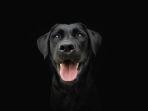 Arti-Mimpi-Diserang-Anjing-Hitam-Dikejar-Anjing-Hitam-Menurut-Primbon.jpg