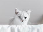 Arti-Mimpi-Tentang-Kucing-Putih-Menurut-Primbon.jpg