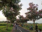 Bunga-Tabebuya-di-Karanganom-Klaten.jpg