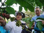 Bupati-Gunungkidul-saat-memanen-tanaman-kopi-di-Gunung-Gambar.jpg