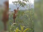 Cerita-Macan-Tutul-Jawa-Lari-Tunggang-Langgang-Hingga-Panjat-Pohon-Karet-Gara-gara-Takut-Sama-Anjing.jpg