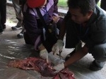 Ditemukan-Cacing-Hati-pada-Hewan-Kurban.jpg