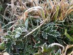 Fenomena-Bun-Upas-Kembali-Terjadi-di-Kawasan-Dieng-Pagi-Tadi-Suhu-Minus-1-Derajat-Celcius.jpg