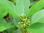 Gymnema-sylvestre.jpg