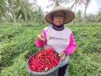 Hasil-Panen-Minim-Harga-Cabai-Merah-Keriting-di-Tingkat-Petani-Kulon-Progo-Tembus-Rp40-Ribu-Per-Kg.jpg