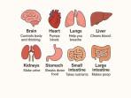 Health-and-the-Human-Body-Vocabulary.jpg