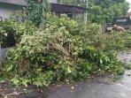 Hujan-Deras-di-Sleman-Pohon-Rambutan-Tumbang-Timpa-Halaman-Rumah.jpg