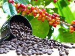 ILUSTRASI-Biji-Kopi-dari-petani.jpg