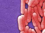 Ilustrasi-bakteri-Salmonella-oleh-CDC.jpg