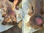 Induk-Sapi-Milik-Warga-Bondowoso-Lahirkan-Anak-Sapi-Berkepala-Dua-di-Bondowoso.jpg