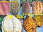Inilah-yang-Membuat-Durian-Menoreh-Jadi-Favorit.jpg