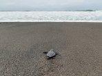 Jumlah-Sarang-Penyu-di-Pantai-Bugel-Kulon-Progo-Berkurang-Terdampak-Abrasi-Pantai.jpg