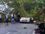 Kesaksian-Warga-Ambon-Saat-Pohon-di-Pinggir-Jalan-Tumbang-dan-Timpa-Mobil-Pengemudinya-Tewas.jpg