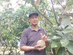 Khoirul-47-saat-memperlihatkan-hasil-panen-Mamey-Sapote.jpg