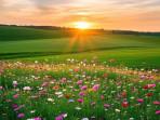 Kosakata-Flower-dan-Beautiful-Plant.jpg