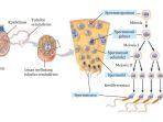 Materi-IPA-Kelas-IX-Pengertian-Spermatogenesis-Proses-dan-Metode-Mudah-Menghafal.jpg