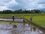 Musim-tanam-padi-di-Kulon-Progo-27102025.jpg