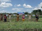 Panen-Raya-Lumbung-Mataraman-di-Gunungkidul-14102025.jpg