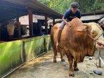Pemkab-Bantul-Berburu-Hewan-Kurban-untuk-Dibeli-Presiden-RI-10-Sapi-Masuk-Seleksi.jpg