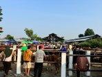 Pemkab-Gunungkidul-Intensifkan-Pemantauan-Hewan-Ternak-Menjelang-Iduladha.jpg