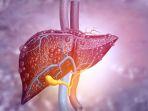 Perjalanan-Kasus-Hepatitis-Akut-yang-Diinvestigasi-WHO-Terdeteksi-di-Inggris-hingga-Indonesia.jpg
