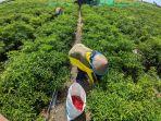 Petani-Cabai-di-Kulon-Progo-Keluhkan-Anjloknya-Harga-Pascapanen-Harga-Hanya-Rp-7000-per-Kg.jpg