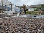 Petani-Kopi-di-Lereng-Merapi-Sumringah-Hasil-Panen-Raya-Meningkat-Hampir-2-Kali-Lipat.jpg