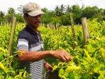 Petani-Sleman-Waljiti-sedang-memetik-buah-cabai-di-lahan.jpg
