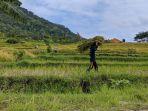 Petani-di-Kapanewon-Kalibawang-mengangkut-hasil-panen-padi.jpg