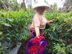 Petani-panen-cabai-di-Panjatan-Kulon-Progo.jpg