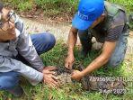 Petugas-saat-berhasil-mengamankan-buaya-yang-lepas-di-kawasan-Sungai-Oya.jpg