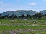 Produksi-Padi-Kulon-Progo-Diprediksi-Capai-Lebih-dari-24-Ribu-Ton-di-Periode-Maret-April-2024.jpg