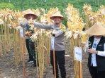 Program-Tanam-Jagung-oleh-Polda-DIY-di-Kulon-Progo.jpg