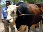 Sapi-Kurban-SBY.jpg