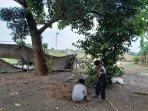 Sapi-bangkit-lagi-klaten.jpg