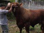 Sapi-kurban-prabowo-magelang-2025.jpg