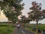 Tabebuya-mekar-di-Karanganom-Klaten.jpg