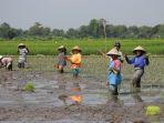 UGM-Mulai-Tanam-Padi-Gamagora-di-Kecamatan-Karangdowo-Klaten.jpg