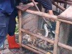 Ular-Sanca-Kembang-Sepanjang-2-Meter-Diamankan-di-Girimulyo-Kulon-Progo-Sempat-Mangsa-Ayam-Warga.jpg