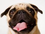 anjing_20160718_184904.jpg