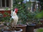 arti-mimi-menangkap-ayam-putih.jpg