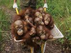 bayi-bayi-orangutan-populasi-orangutan-kalimantan-kritis-sebelumnya-genting.jpg