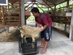 bayu-pilih-jual-hewan-kurban-dengan-sistem-timbang-hidup_20180810_184724.jpg