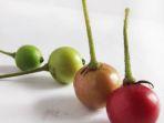 buah-kersen.jpg