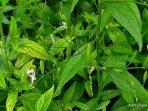 daun-tanaman-sambiloto.jpg
